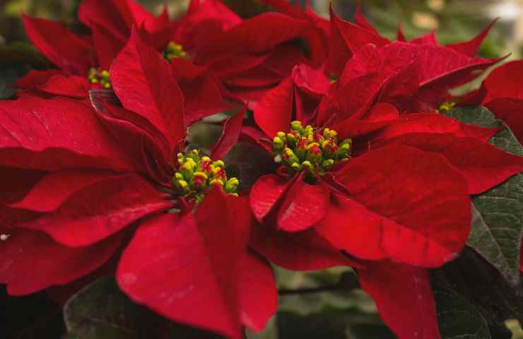 stella di natale come acquistarla