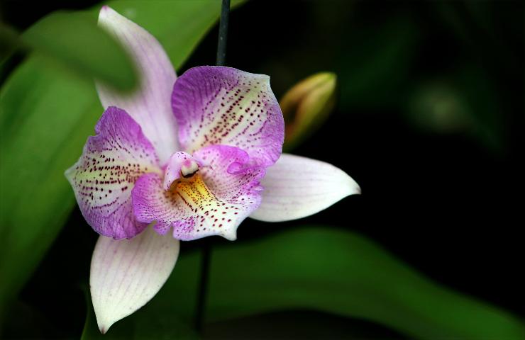 orchidea trucco fiori