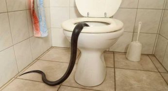 Controlla il wc, in inverno potrebbe sbucare questo animale