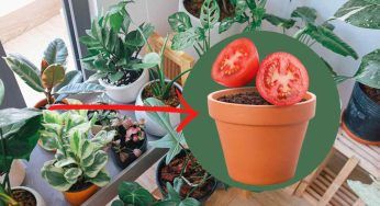 In un vaso mettete 4 fette di pomodoro: il risultato vi stupirà