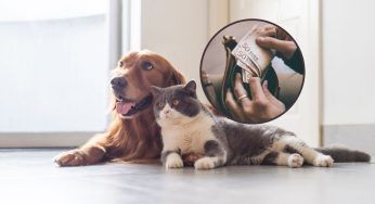 Possibili 900 euro nelle tasche dei proprietari di animali: cosa cambierà nel 2023
