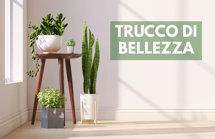 Triucco di bellezza per le piante in vaso