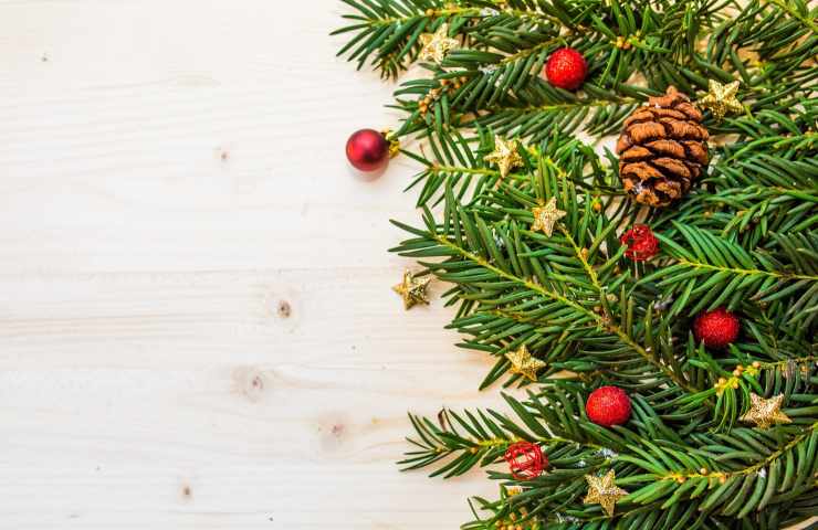 Albero di Natale, rischio nidi di uova di mantide religiosa