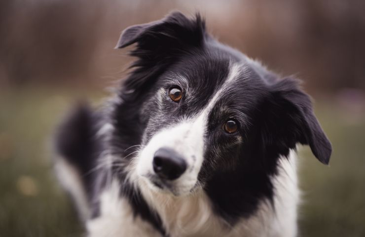 Border Collie intelligente