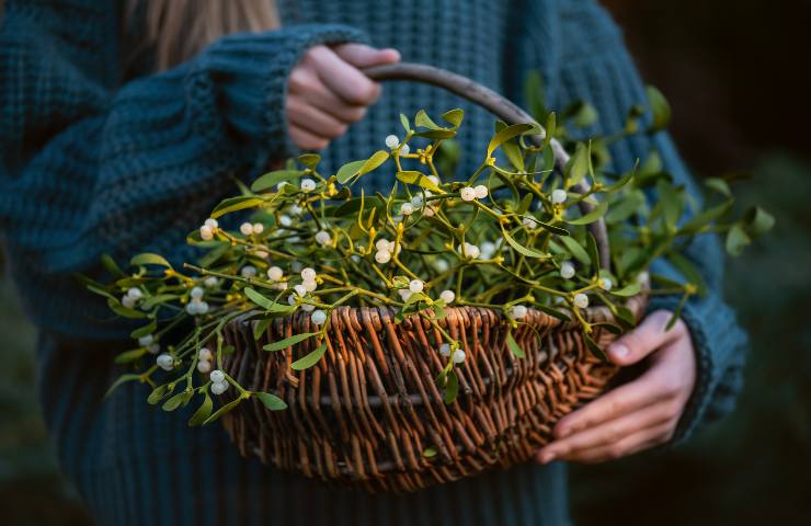 piante portafortuna regalare per Natale