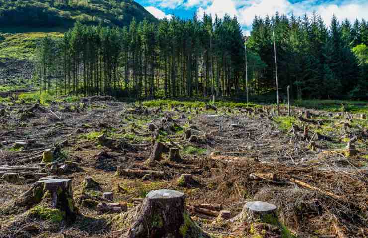 soluzione nepal riforestazione