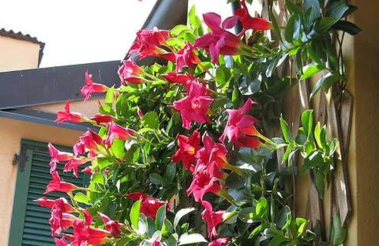 Dipladenia coltivare