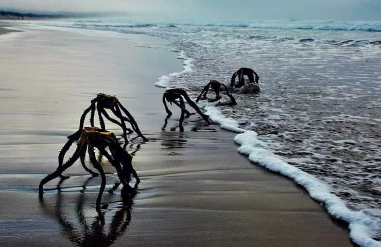 Creature su una spiaggia in Sudafrica