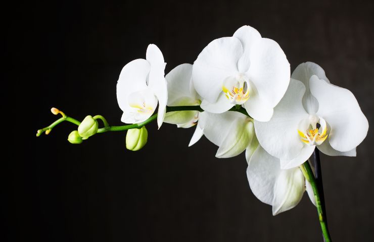 sale di Epson per orchidea
