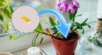 Orchidea, basterà una compressa e fiorirà tutto l’anno
