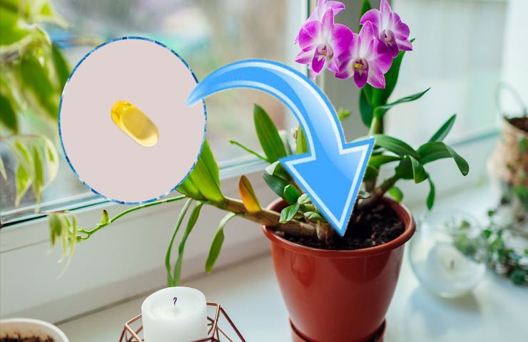curare orchidea con pastiglia