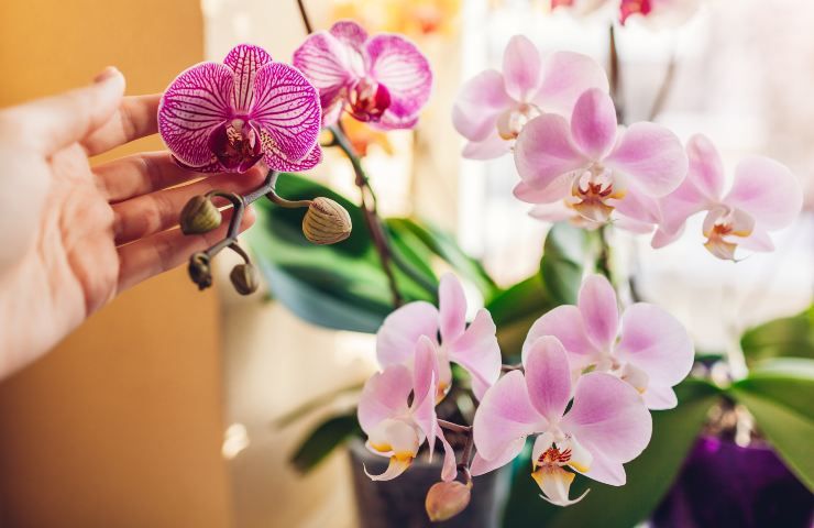 come avere orchidea sempre fiorita e in salute