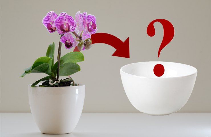come usare bicarbonato nell'orchidea