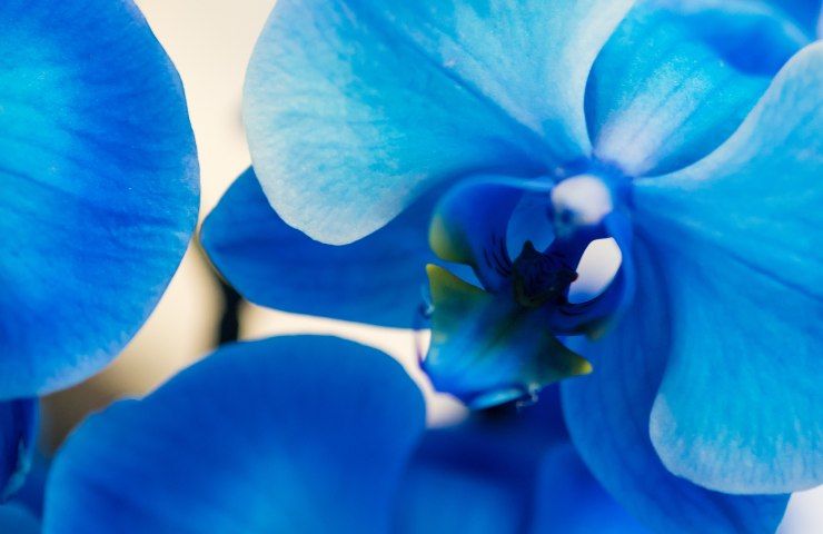 Orchidea blu: come curarla