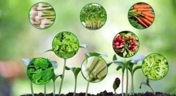 Non ami le attese, queste le piante che fanno per te: crescono velocemente