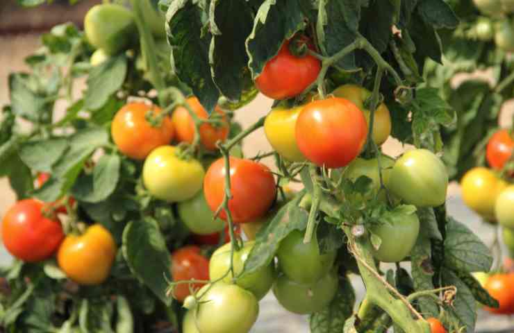 Incredibile trucco pianta pomodori