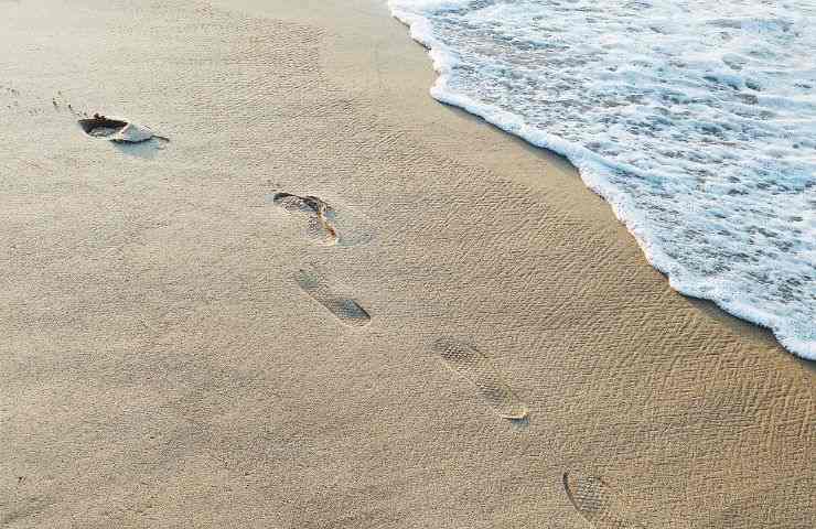 Creature su una spiaggia in Sudafrica