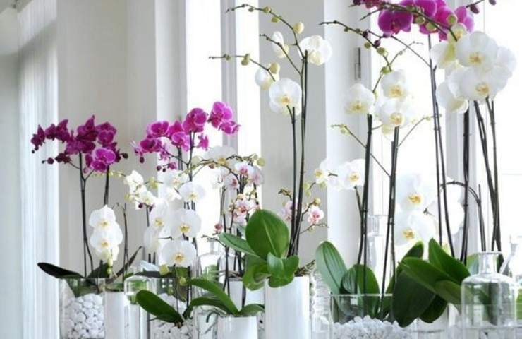 Orchidea radici colore