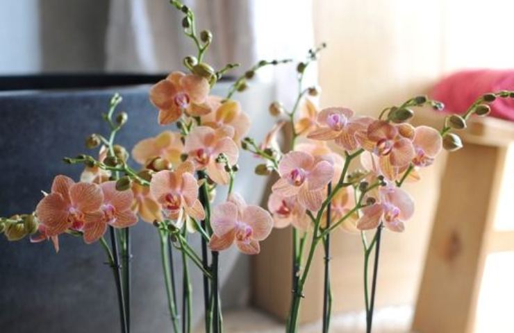 Orchidea come si cura