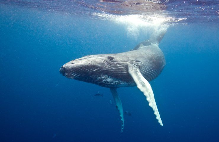 balene e cambiamenti climatici