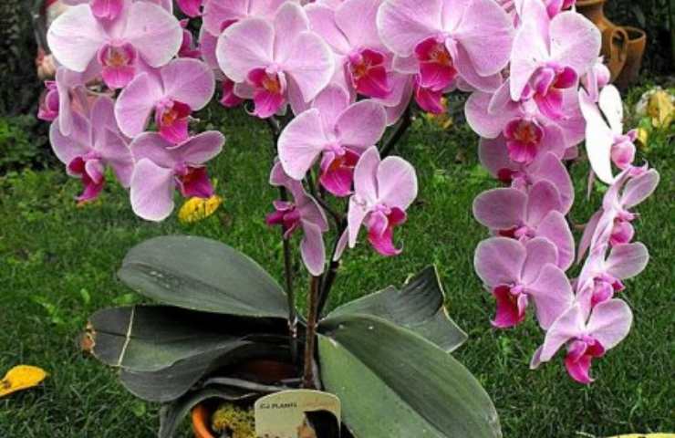 Orchidea eliminare afidi come