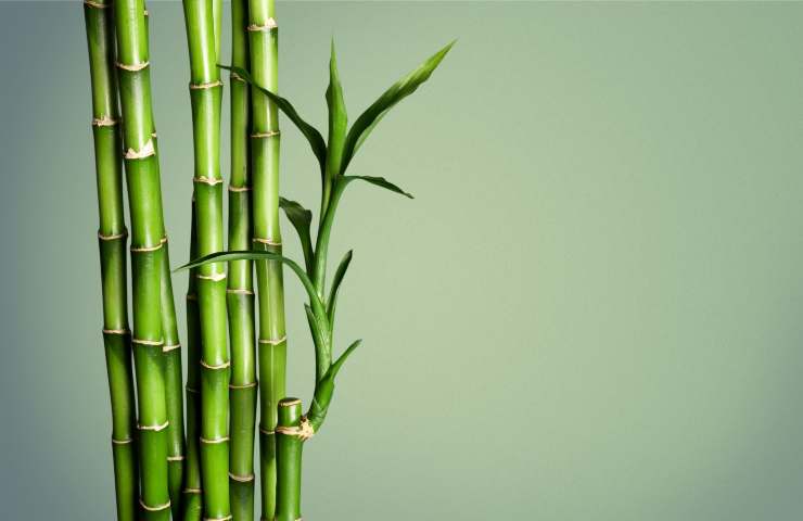 consigli coltivazione bamboo