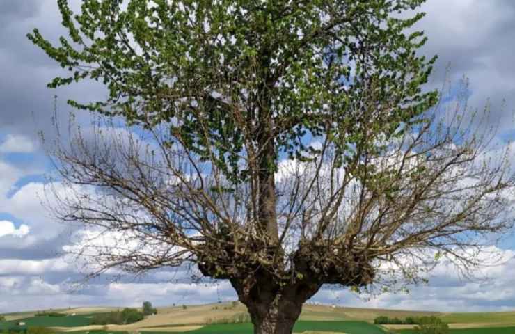 bialbero di Casorzo