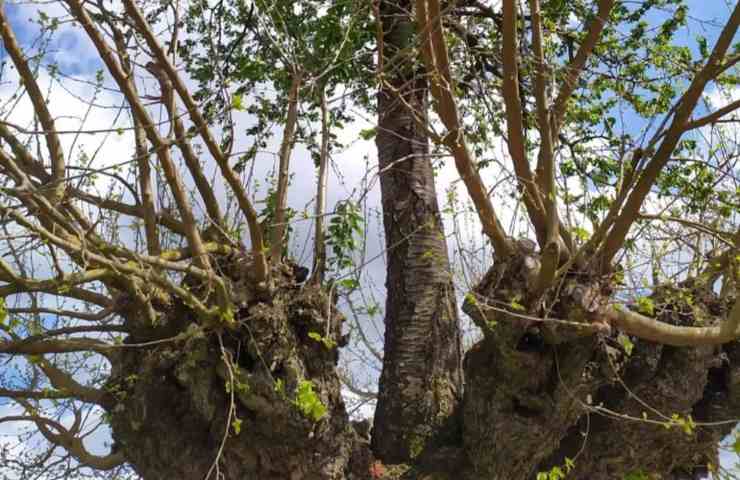 bialbero di Casorzo