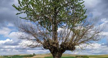 Bialbero, la meraviglia della natura: su un gelso è cresciuto un ciliegio