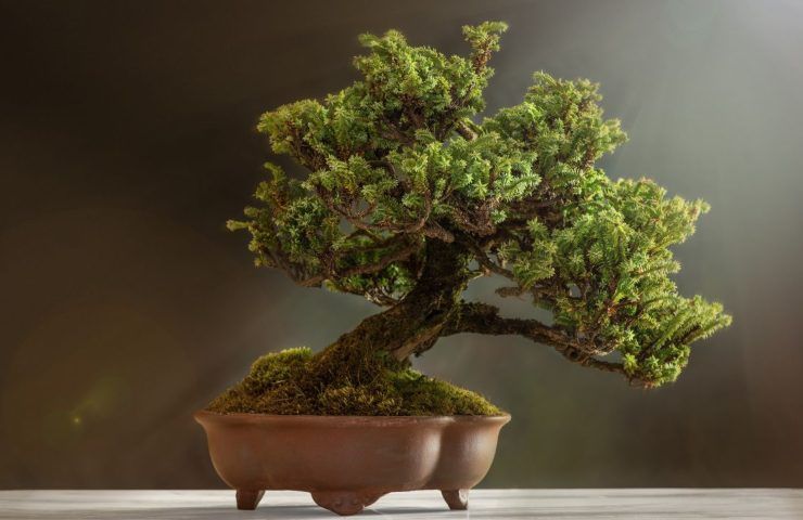 Bonsai