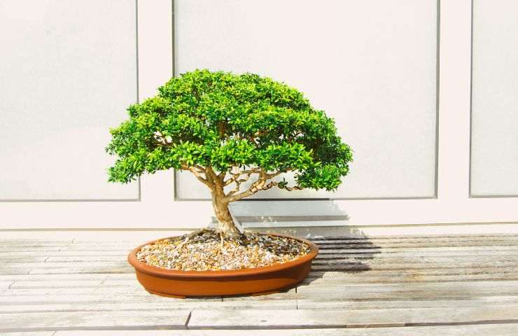 Bonsai