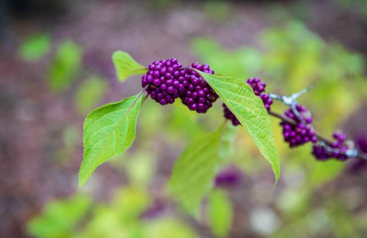 callicarpa