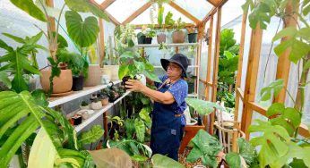 Questa pianta vi stupirà, si potrà tenere in giardino o in un vaso