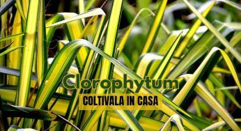 Migliora l’aria in casa, tutti i segreti per coltivare il Clorophytum