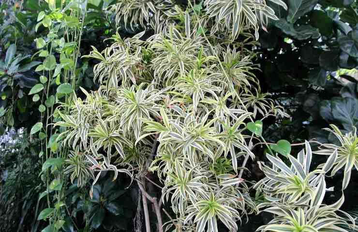 chlorophytum in casa