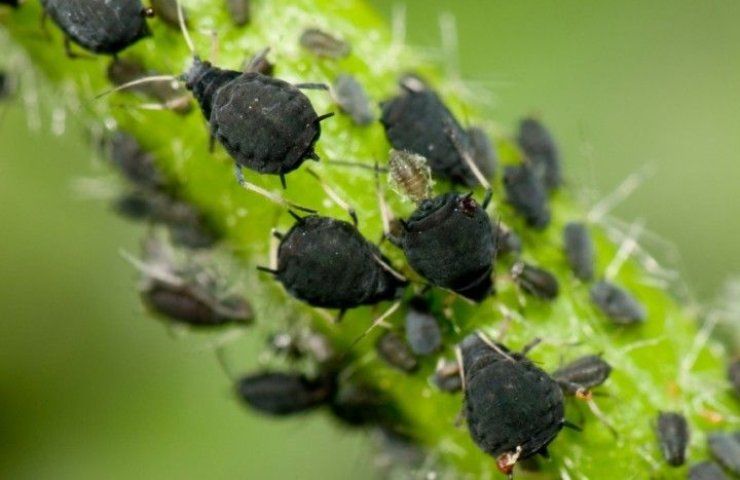 Afidi come eliminarli orchidea