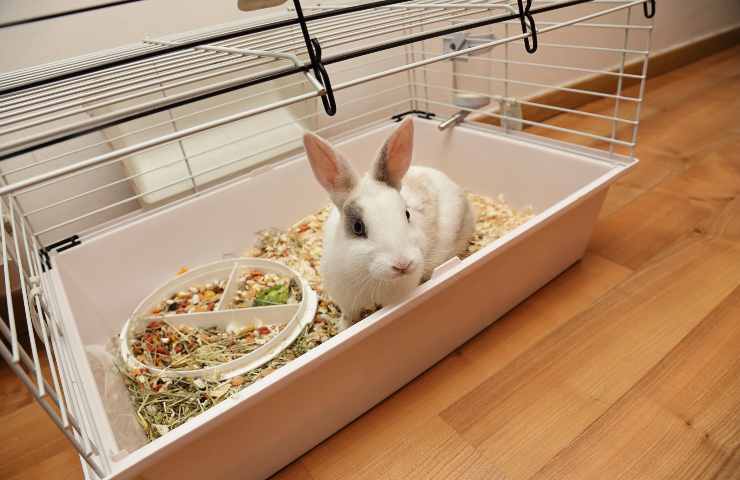 pulire gabbia coniglio senza prodotti chimici