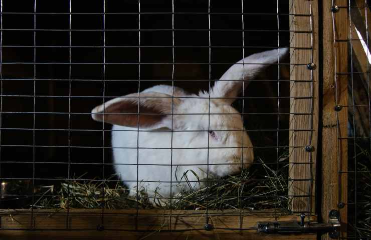 gabbia coniglio pulita senza prodotti chimici