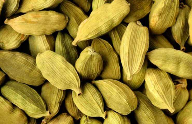Cardamomo pianta benefici