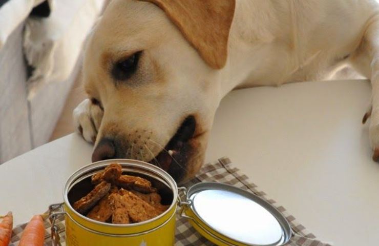 Cibo cani come si conserva