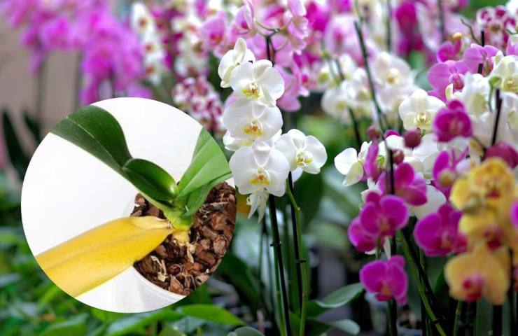 orchidea foglie gialle