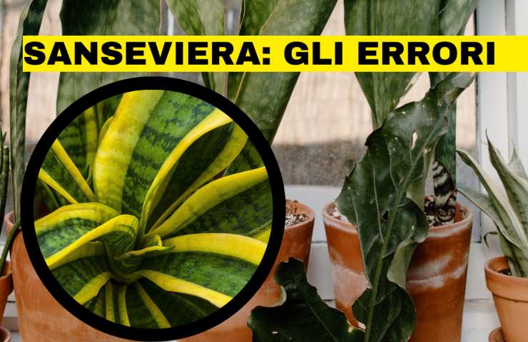 sansevieria vaso