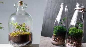 E’ stupendo: come poter creare un giardino in bottiglia