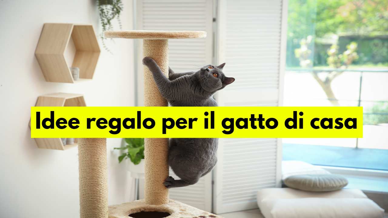 T-shirt Divertente "Guida Agli Accarezzamenti Gatto" - Uomo, Cotone, Argento