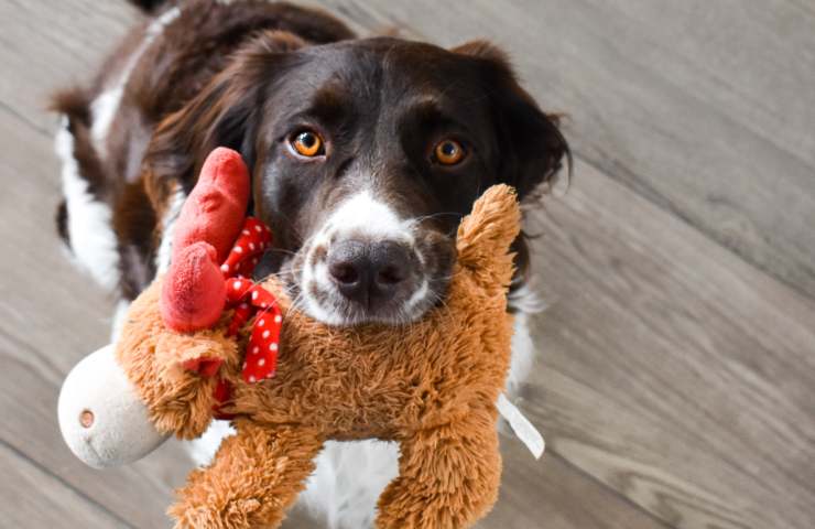 regali di natale cane