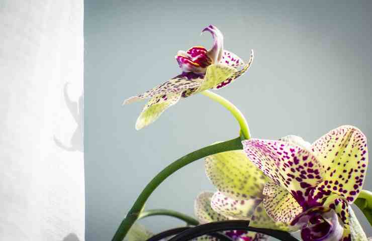 come riprodurre orchidea a casa
