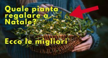 Vuoi regalare una pianta a Natale? Le migliori da donare come presente