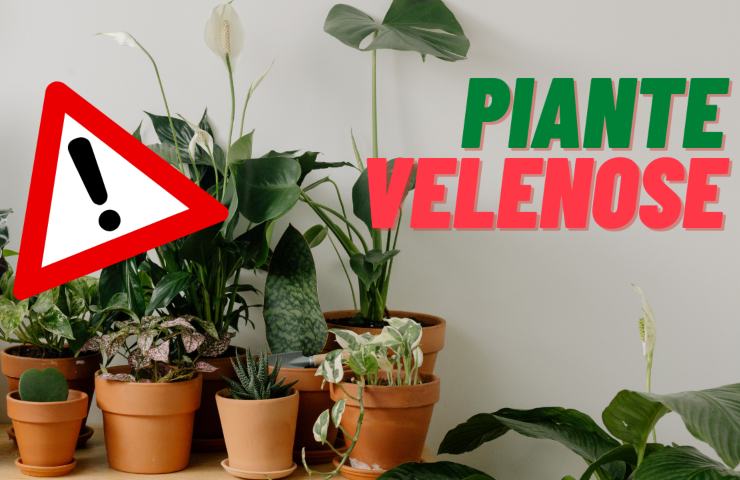 piante pericolose