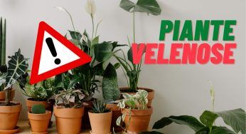 Conosci le piante più velenose al mondo: non sottovalutarle