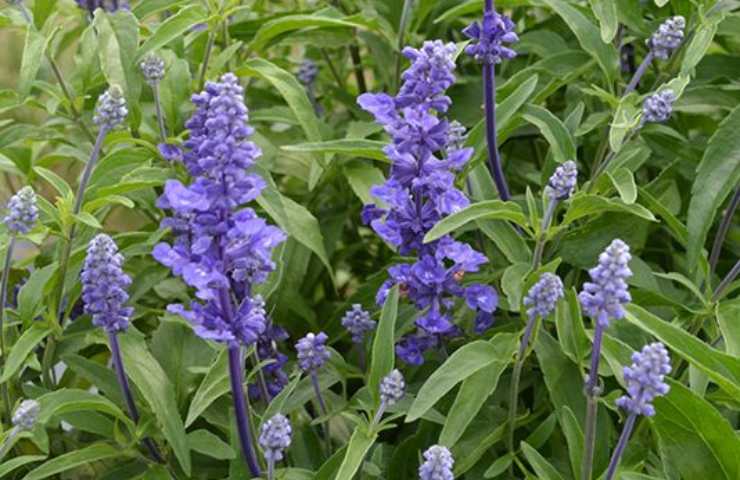 Fiori salvia come proteggerla
